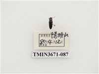 藏品(叩頭蟲(2))的圖片